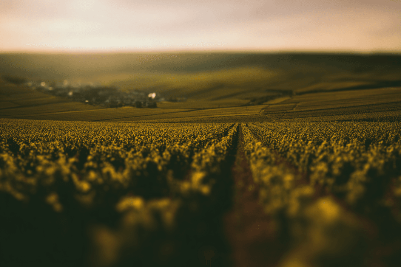 Vineyards in the Champagne region at sunset